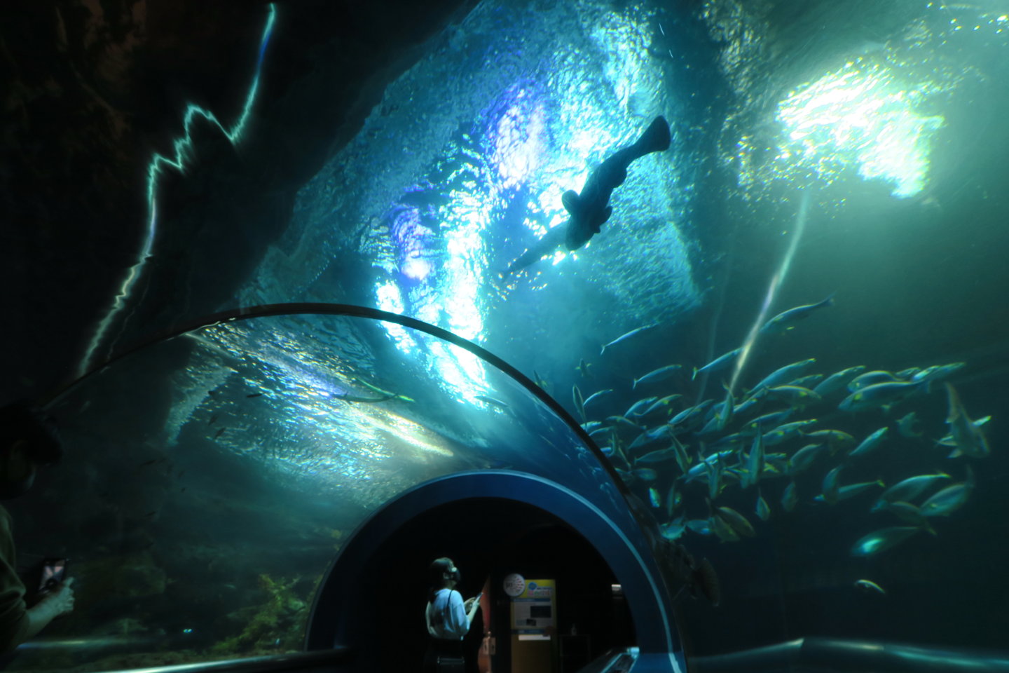 新潟散歩②新潟市水族館マリンピア日本海 | RUT BRYK